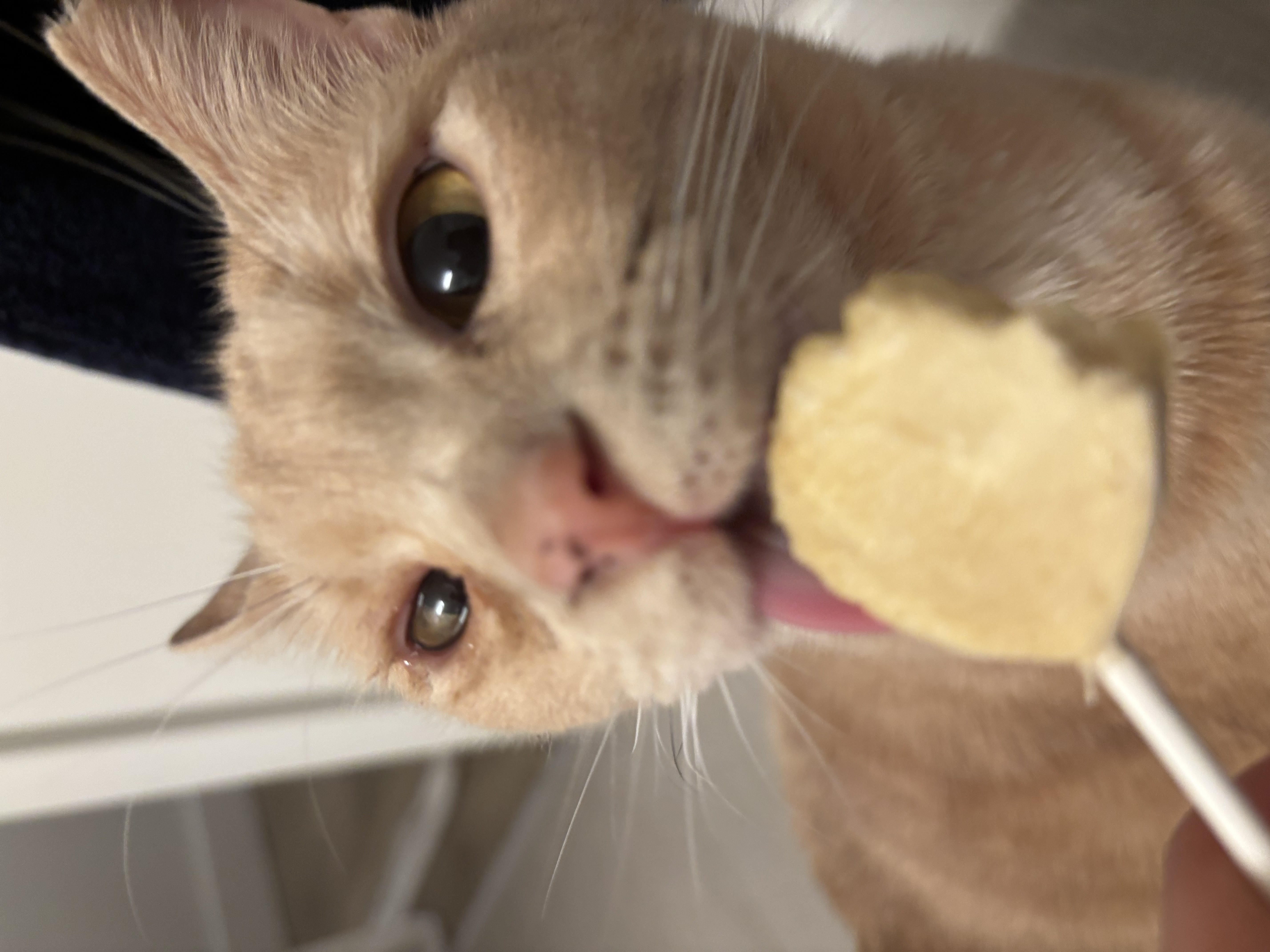 Cat Manager 2